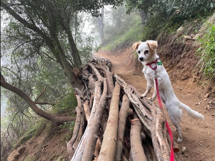 Backpacker's Dream With Detached Bathroom, Private Trails And Creek! * Topanga Park